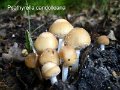 Psathyrella candolleana-amf1591